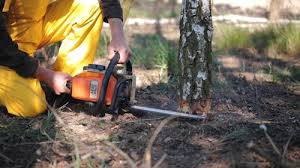 Best Stump Grinding and Removal  in Abbeville, GA