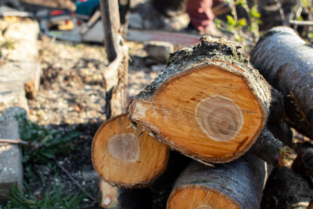 Best Tree Disease Treatment  in Abbeville, GA