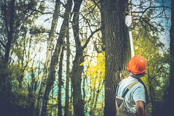 Best Emergency Tree Removal  in Abbeville, GA