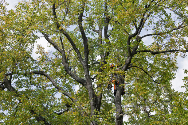 Best Seasonal Cleanup (Spring/Fall)  in Abbeville, GA